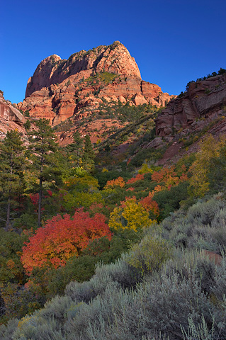 Fall color and Beatty Point. Zion National Park - September 29, 2006.