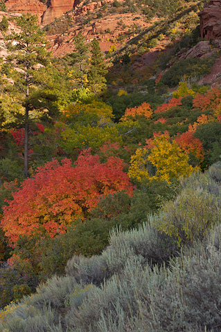 Fall color along the scenic drive. Zion National Park - September 29, 2006.
