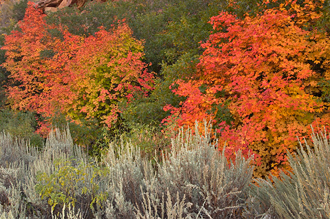 Fall color beneath Beatty Point. Zion National Park - September 29, 2006.