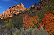 Fall color near Beatty Point - Zion National Park