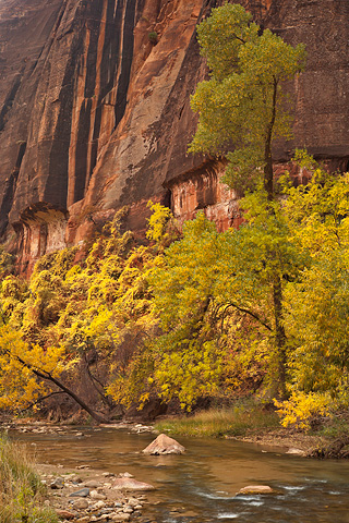 Fall color along the Virgin River. Zion National Park - October 31, 2008.