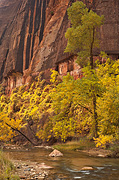 Fall color along the Virgin River - Zion National Park