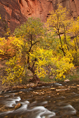 Color and contrast. Zion National Park - October 31, 2008.