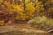 The banks of The Virgin - Zion National Park