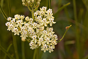 Horsetail Milkweed (Asclepias subverticillata) - Zion National Park