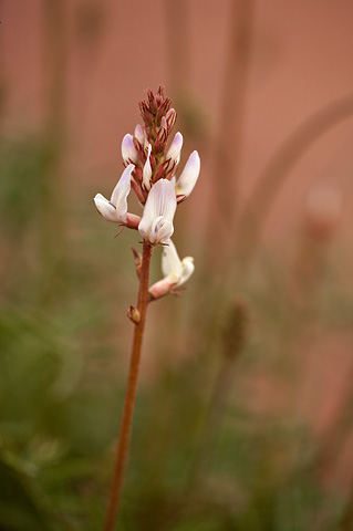 St. George Milkvetch (Astragalus flavus). Zion National Park - April 16, 2010.