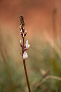 St. George Milkvetch (Astragalus flavus) - Zion National Park