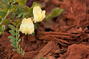 Egg Milkvetch (Astragalus oophorus) - Zion National Park