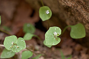 Miner's Lettuce (Claytonia perfoliata) - Zion National Park