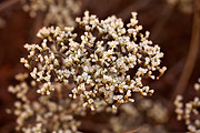Simpson's Buckwheat (Eriogonum microthecum) - Zion National Park