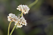 Panguitch Buckwheat (Eriogonum panguicense) - Zion National Park