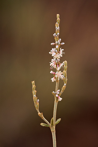 Redroot Buckwheat (Eriogonum racemosum). Zion National Park - July 25, 2010.
