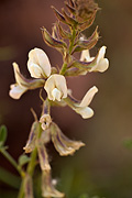 Thompson's Peteria (Peteria thompsoniae) - Zion National Park