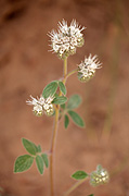 Varileaf Phacelia (Phacelia heterophylla) - Zion National Park