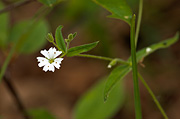 Tuber Starwort (Pseudostellaria jamesiana) - Zion National Park