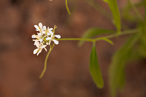 Droopflower Thelypody (Thelypodium laxiflorum). Zion National Park - June 10, 2010.