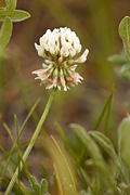 White Clover (Trifolium repens) - Zion National Park