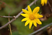 Heartleaf Arnica (Arnica cordifolia) - Zion National Park