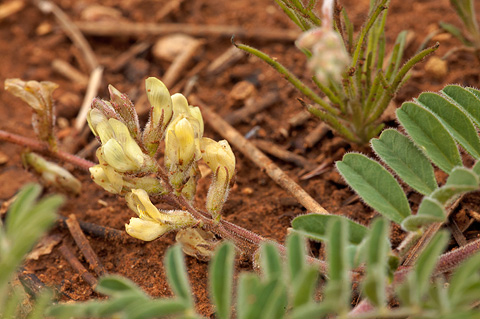 Siler's Milkvetch (Astragalus subcinereus). Zion National Park - June 12, 2010.