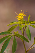 Yellow Beeplant (Cleome lutea) - Zion National Park
