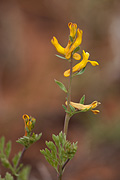 Golden Corydalis (Corydalis aurea) - Zion National Park