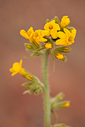 Basin Yellow Cryptantha (Cryptantha confertiflora) - Zion National Park