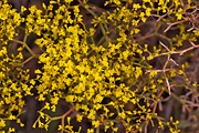 Crispleaf Buckwheat (Eriogonum corymbosum) - Zion National Park