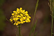 Western Wallflower (Erysimum asperum) - Zion National Park