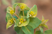 Horned Spurge (Euphorbia brachycera) - Zion National Park