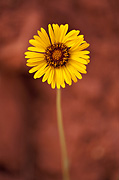 Red Dome Blanketflower (Gaillardia pinnatifida) - Zion National Park