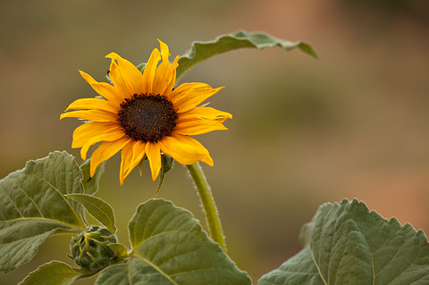 Common Sunflower (Helianthus annuus). Zion National Park - July 2, 2010.