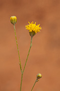 Fineleaf Hymenopappus (Hymenopappus filifolius) - Zion National Park