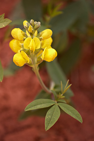 Mountain Goldenbanner (Thermopsis montana). Zion National Park - May 4, 2009.