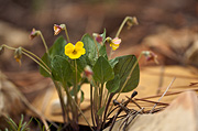 Charleston Mountain Violet	(Viola charlestonensis) - Zion National Park